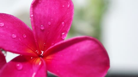 Slow-Motion-rain-drops-on-bright-pink-Frangipani-Flower