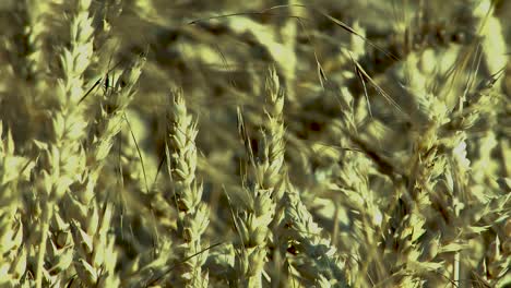 Close-up-of-wheat-in-Magdeburger-Boerde,-Germany
