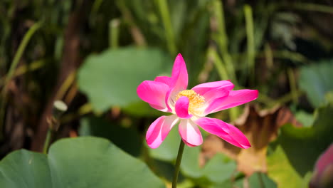 Lotusblüte-Ganz-Nah