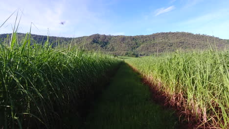Flying-through-sugarcane-fields