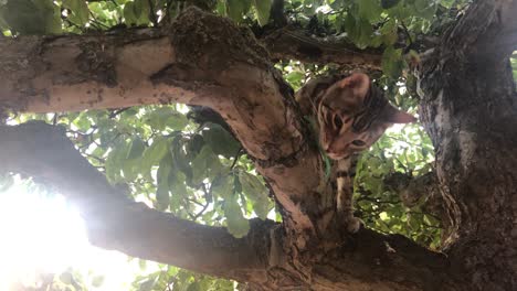 Un-Gato-De-Bengala-Libre-En-Un-árbol-6