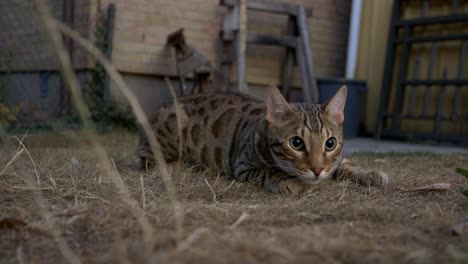A-bengal-cat-in-the-grass-4