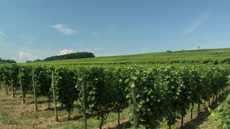 Vineyard-at-Lake-Constance-in-Germany