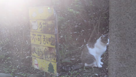 Dolly-shot-of-a-cat-beside-a-sign-board