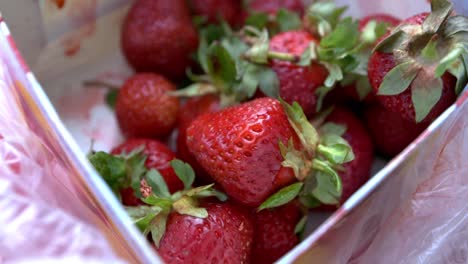A-closeup-recording-of-swedish-strawberries-1