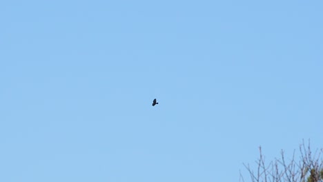 Buzzard-gliding-in-blue-sky-in-slow-motion-distant