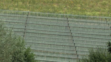 Apfelplantagen-hagelschutznetz-Am-Bodensee,-Deutschland-1