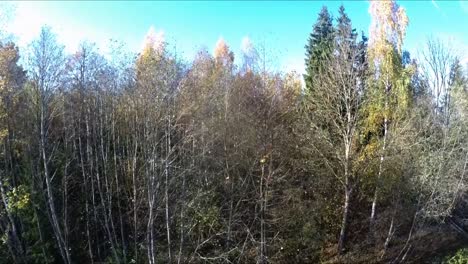 Bäume-Ohne-Blätter-Im-Herbstwald.-Steigende-Drohnen-Luftaufnahmen
