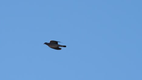 Pigeon-flying-against-blue-sky-in-slow-motion-close