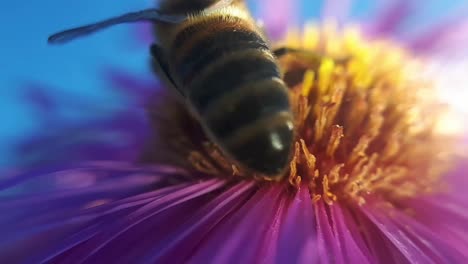 Honey-Bee-on-a-Garden-Flower-5
