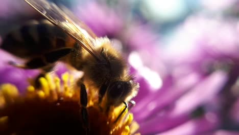 Honey-Bee-on-a-Garden-Flower-6