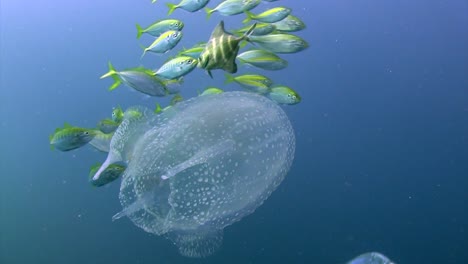 Box-Jellyfish-with-small-fish-3