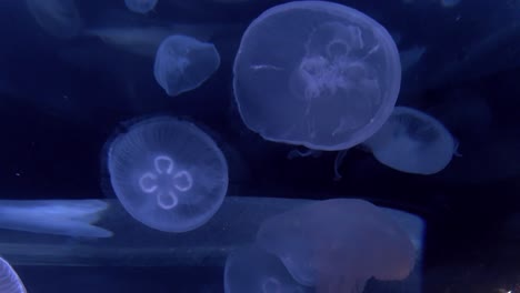 Un-Clip-Corto-Que-Muestra-Un-Tanque-Lleno-De-Hermosas-Medusas-Azules