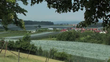 Long-shot-ot-panorama-of-apple-plantation-near-Lake-Constance-,-Germany