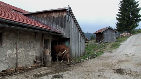 Mountain-pasture-with-cows-in-the-Bavarian-Alps-near-Sudelfeld,-cows-walking-into-stables-for-beeing-milked,-Germany-1