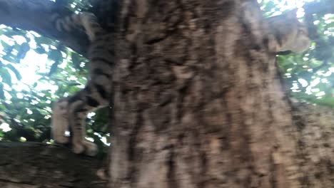 Eine-Bengalkatze-Frei-In-Einem-Baum