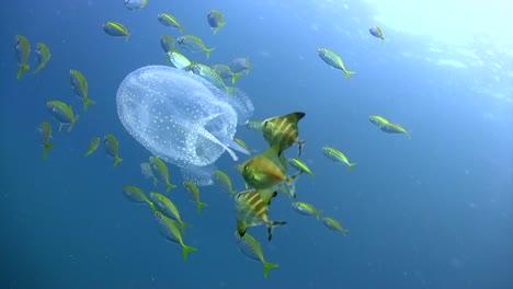 Box-Jellyfish-with-small-fish-9
