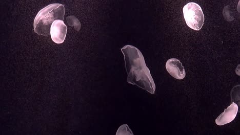 A-beautiful-short-clip-showing-pink-purple-ish-jellyfish-in-an-aquarium-tank