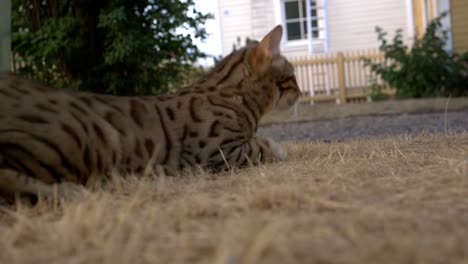 A-bengal-cat-in-the-grass-3