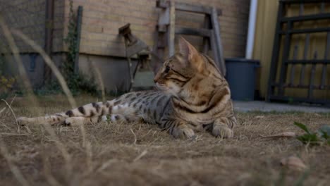 A-bengal-cat-in-the-grass-1