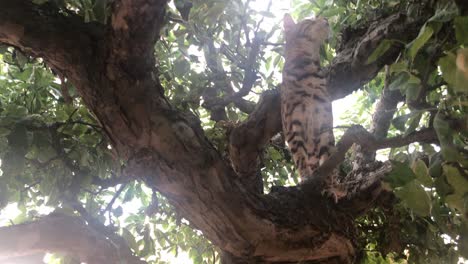 Eine-Bengalkatze-Frei-In-Einem-Baum-2