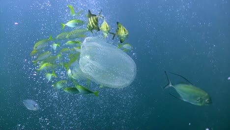 Box-Jellyfish-with-small-fish-3-1