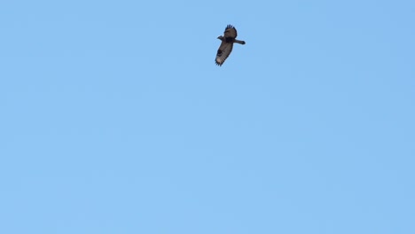 Buzzard-flying-powerful-in-blue-sky-in-slow-motion