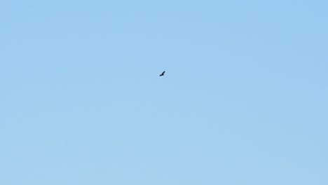 Buzzard-circling-in-blue-sky-in-slow-motion-distant