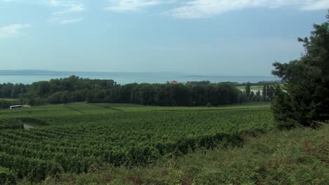Pan-shot-over-vineyard-at-Lake-Constance,-Germany-1