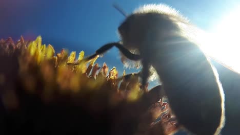 Honey-Bee-on-a-Garden-Flower-3