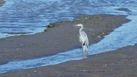 A-Great-Blue-Heron-at-the-Billy-Frank-Jr-5