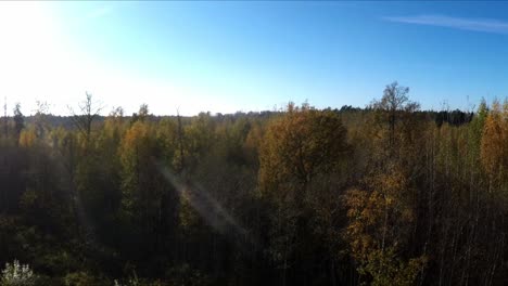 Bunte-Bäume-Im-Herbstwald.-Luftaufnahmen