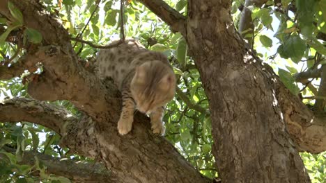 A-snow-bengal-cat-free-in-a-tree-2