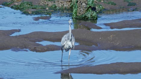 A-Great-Blue-Heron-at-the-Billy-Frank-Jr-3