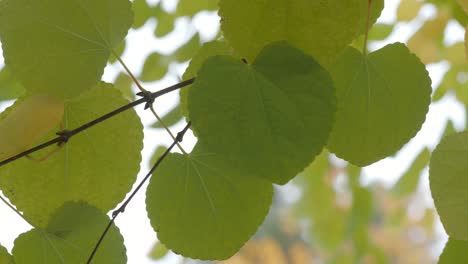 Eine-Nahaufnahme-Von-Blättern-Auf-Einem-Ast-Im-Herbst