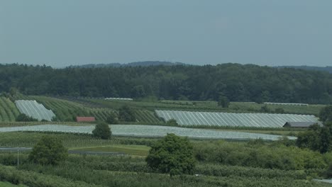 Long-or-panorama-shot-of-apple-plantation-with-hail-protection-netting-at-Lake-Constance,-Germany