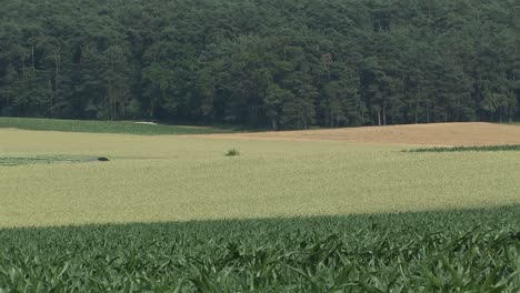 Wheat-field-and-corn-field-with-forrest-in-the-back-near-Karlshuld-in-Bavaria,-Germany