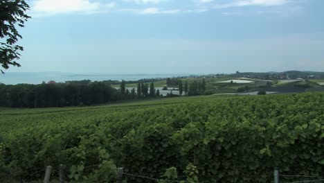 Pan-shot-over-vineyard-at-Lake-Constance,-Germany