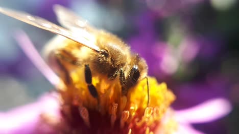 Honey-Bee-on-a-Garden-Flower-2