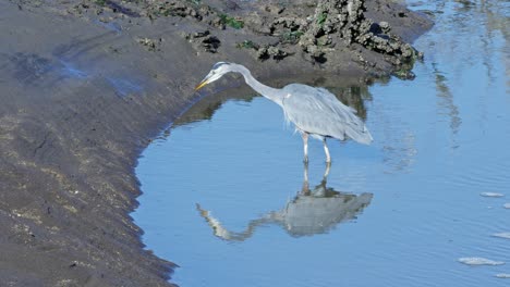 A-Great-Blue-Heron-at-the-Billy-Frank-Jr