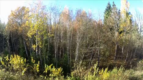 Bäume-Ohne-Blätter-Im-Herbstwald.-Steigende-Drohnen-Luftaufnahmen-1