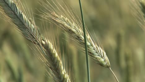 Close-up-of-barley-in-the-wind,-prior-to-harvest,-Bavaria,-Germany