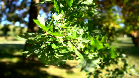 Oak-leaves-hanging-on-the-tree-at-sunny-day