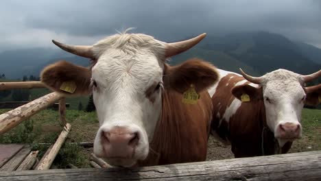 Pastos-De-Montaña-Con-Vacas-En-Los-Alpes-Bávaros-Cerca-De-Sudelfeld,-Alemania-5