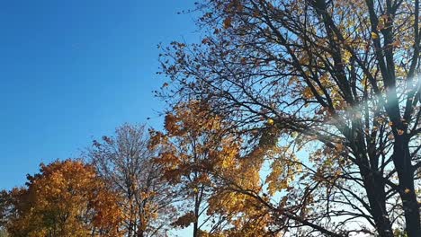 Herbstblätter-Fallen-An-Einem-Sonnigen-Tag-Von-Den-Bäumen-1