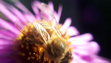 Honey-Bee-on-a-Garden-Flower