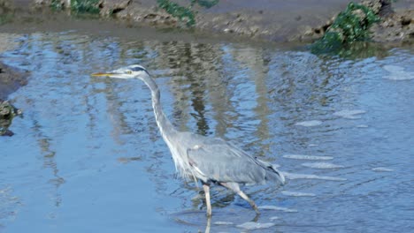 A-Great-Blue-Heron-at-the-Billy-Frank-Jr-2