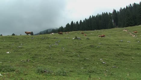 Mountain-pasture-with-cows-in-the-Bavarian-Alps-near-Sudelfeld,-Germany