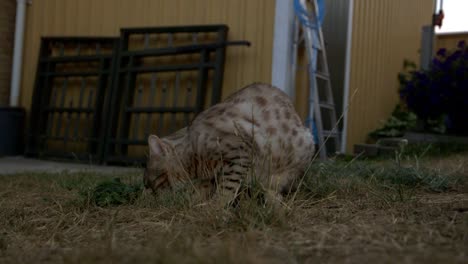 A-snow-bengal-cat-laying-in-the-grass