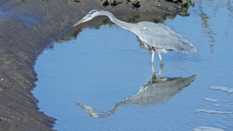 A-Great-Blue-Heron-at-the-Billy-Frank-Jr-1